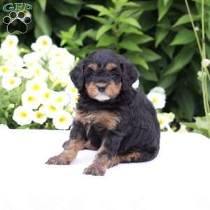 Dakota (F1 B), Cavapoo Puppy